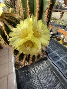 Notocactus warasi hellbraun
